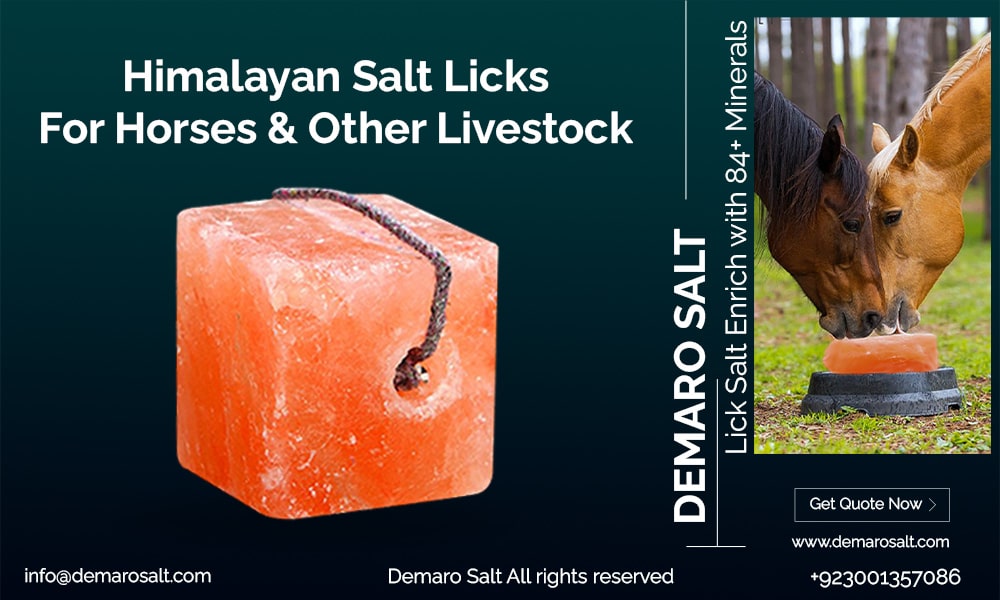 Hydration Delight: Salt Makes Horses Thirsty with Himalayan Salt Licks
